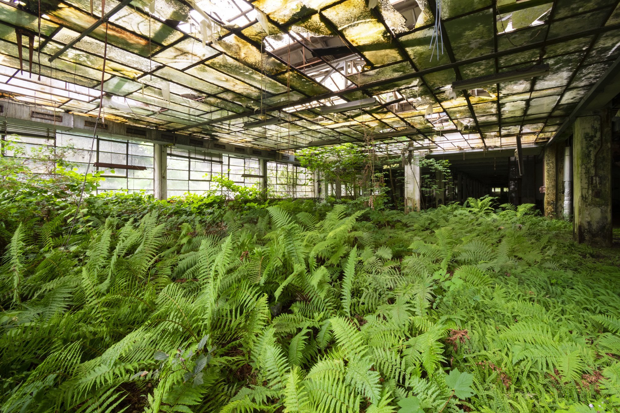 Jungle Factory / expeditiekaptein / Urban Exploration